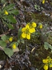 Calceolaria crenatiflora