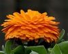 Calendula officinalis