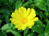 Calendula officinalis