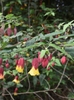 The bell shaped flower has red sepals and yellow petals