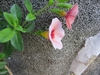 Calibrachoa sp.