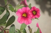 Calibrachoa sp.