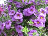 Calibrachoa sp.