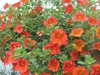 Calibrachoa sp.