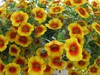 Calibrachoa xhybrida