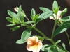 Calibrachoa sp.