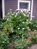 Large, arrow-shaped leaves & white spathes borne above leaves