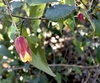 red and yellow bell shaped flowers and maple type leaves