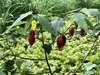 Maple like leaves - two toned flowers with red sepals and yellow