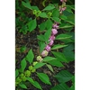 Fruits maturing