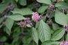 Callicarpa bodnieri