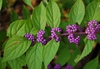 Callicarpa dichotoma