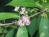 Callicarpa dichotoma