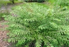Callicarpa dichotoma