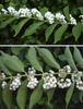 Callicarpa dichotoma