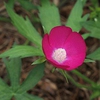 Callirhoe involucrata