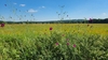 Plants growing in a meadow