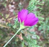 Magenta flower side view
