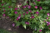 Callirhoe involucrata