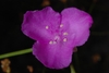 3-petaled pink flower (Bladen County, NC)-Early Summer