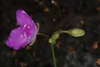 Flower and bud (Bladen County, NC)-Early Summer