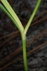 Sessile leaf juncture (Bladen County, NC)-Early Summer