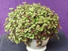Plant with dense green leaves growing in a pot