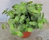 Plant with green leaves growing in a pot