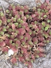 Trailing groundcover with red-tinged sheathing leaves