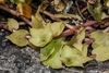 Trailing groundcover with green sheathing leaves