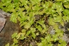 Trailing groundcover with green sheathing leaves