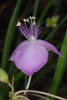 Side view of flower (Bladen County, US-NC)-Early Summer