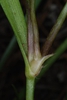 Stem and leaf attachment (Bladen County, US-NC)-Early Summer