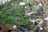 Flowers and leaves (Bladen County, US-NC)-Early Summer