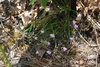 Native habitat (Bladen County, US-NC)-Early Summer