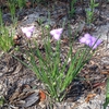 Form