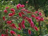 Flowering branch