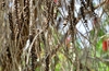 Fruit