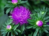 Callistephus chinensis