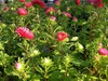 Callistephus chinensis