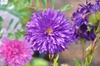 Callistephus chinensis