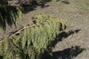 Callitropsis nootkatensis "Pendula'