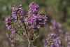 Stem and flowers