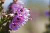 Closeup of flowers