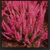 Showy, bright purple flowers