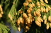 Calocedrus decurrens