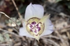 Calochortus ambiguus