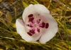 Calochortus argillosus
