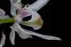 Flower petals (Shallotte, NC)-Late Spring