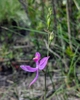 Flower and buds
